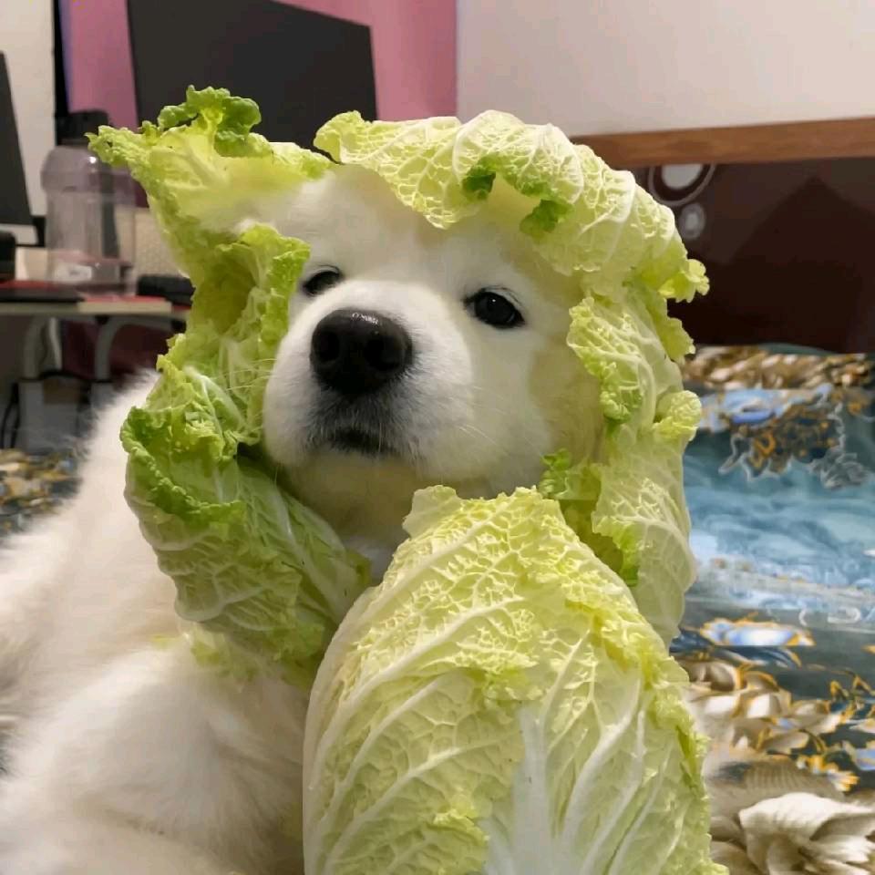 菜狗七酱