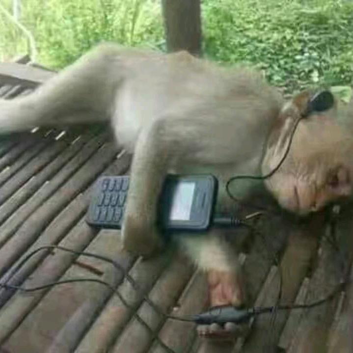 猴子内心深处的焦虑