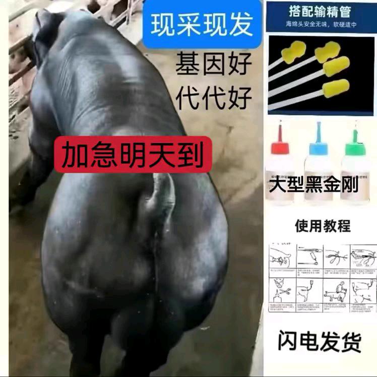 专业繁育种猪，掌上名猪
