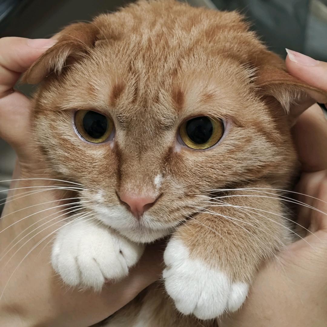 🦋袜子吃不饱🌈