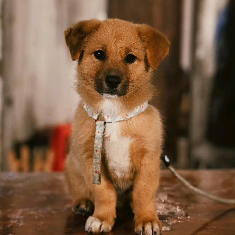 AAA 香园超市李姐（准备上岸版）