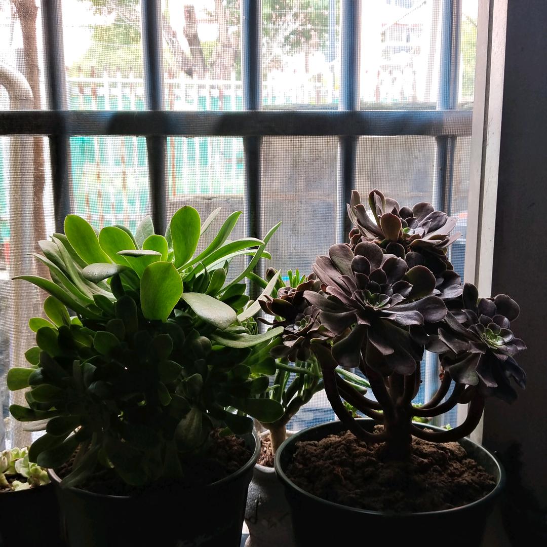 荷叶