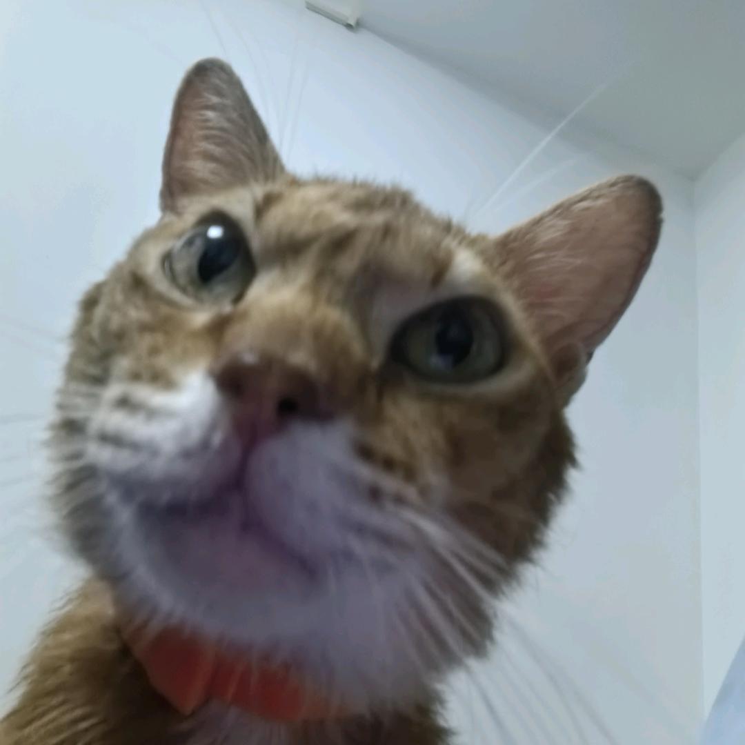 我家猫儿🐱张大力