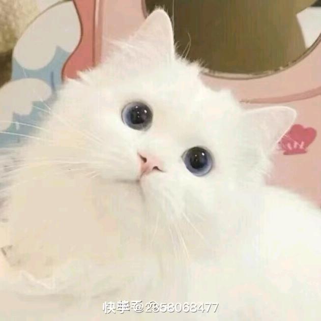小毛很开心.