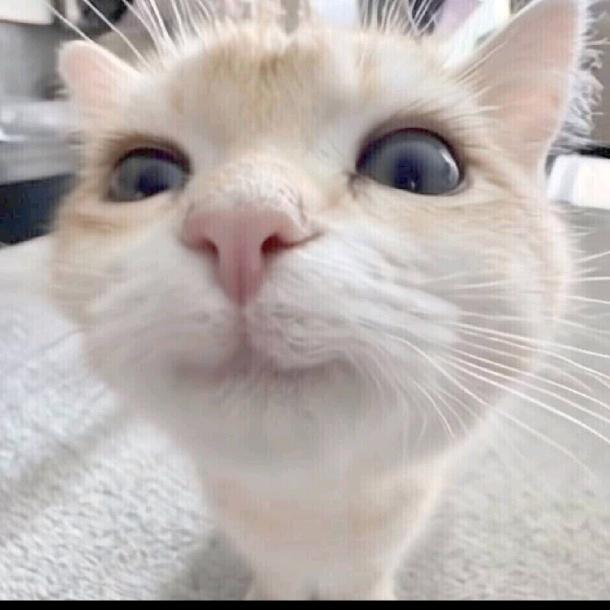 当当•᷄ࡇ•᷅