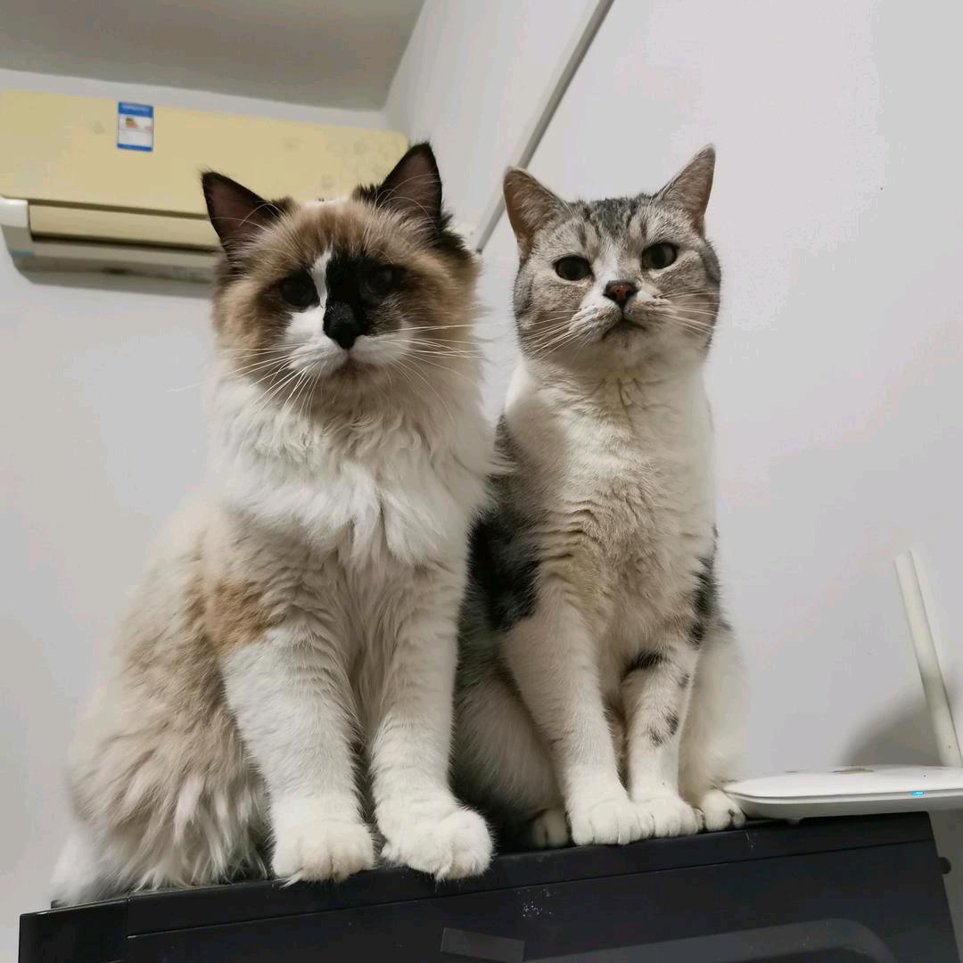 催呀催