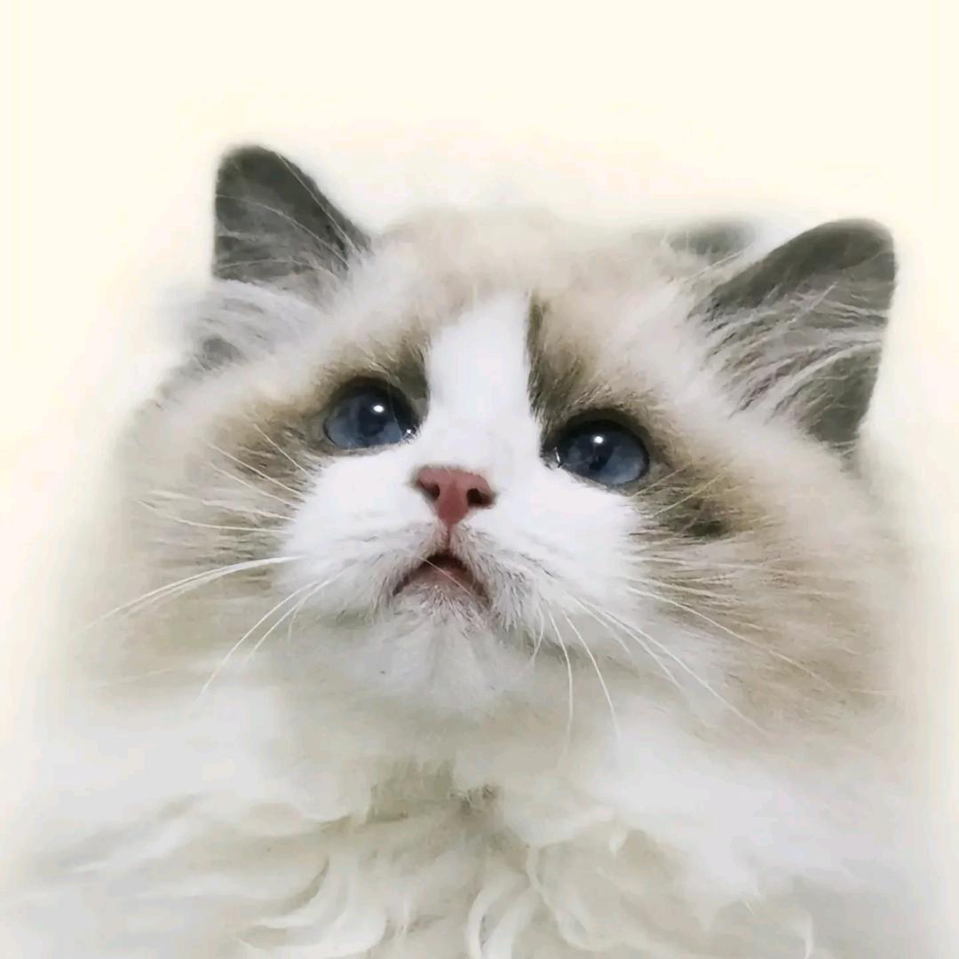 蛋蛋@