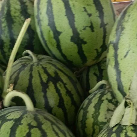 小胖     二干水产