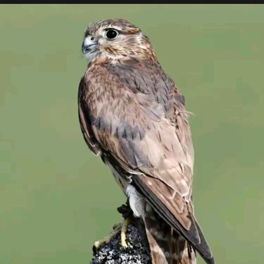 两只小猫咪57749