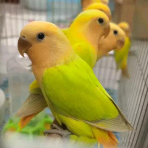 小淘鹦鹉养殖