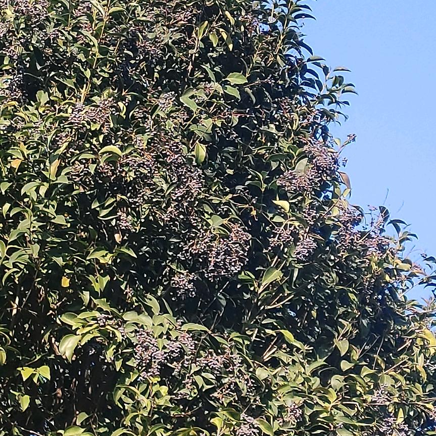 菊