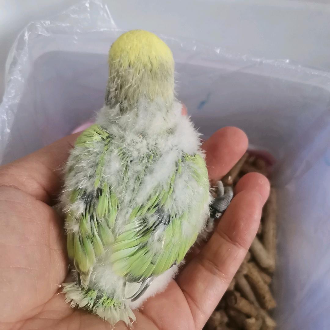小鹦当家