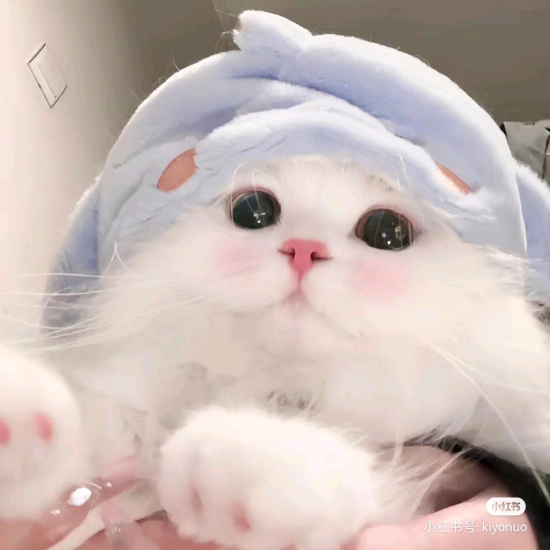 少女摘星