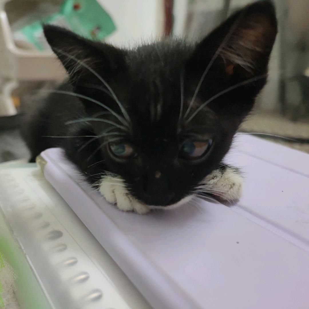 🐈‍⬛🐈和🐟