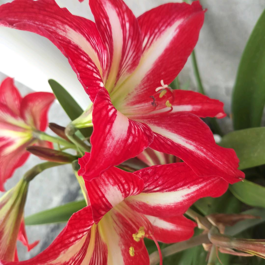 花～开～富～…贵@