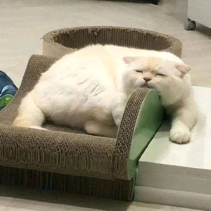 阿橘橘橘橘子喵