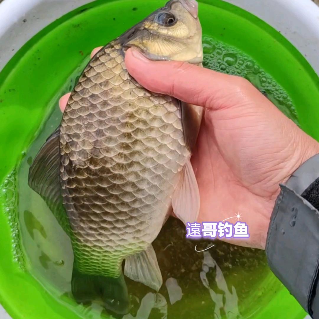 💱遠哥爱钓鱼🦈