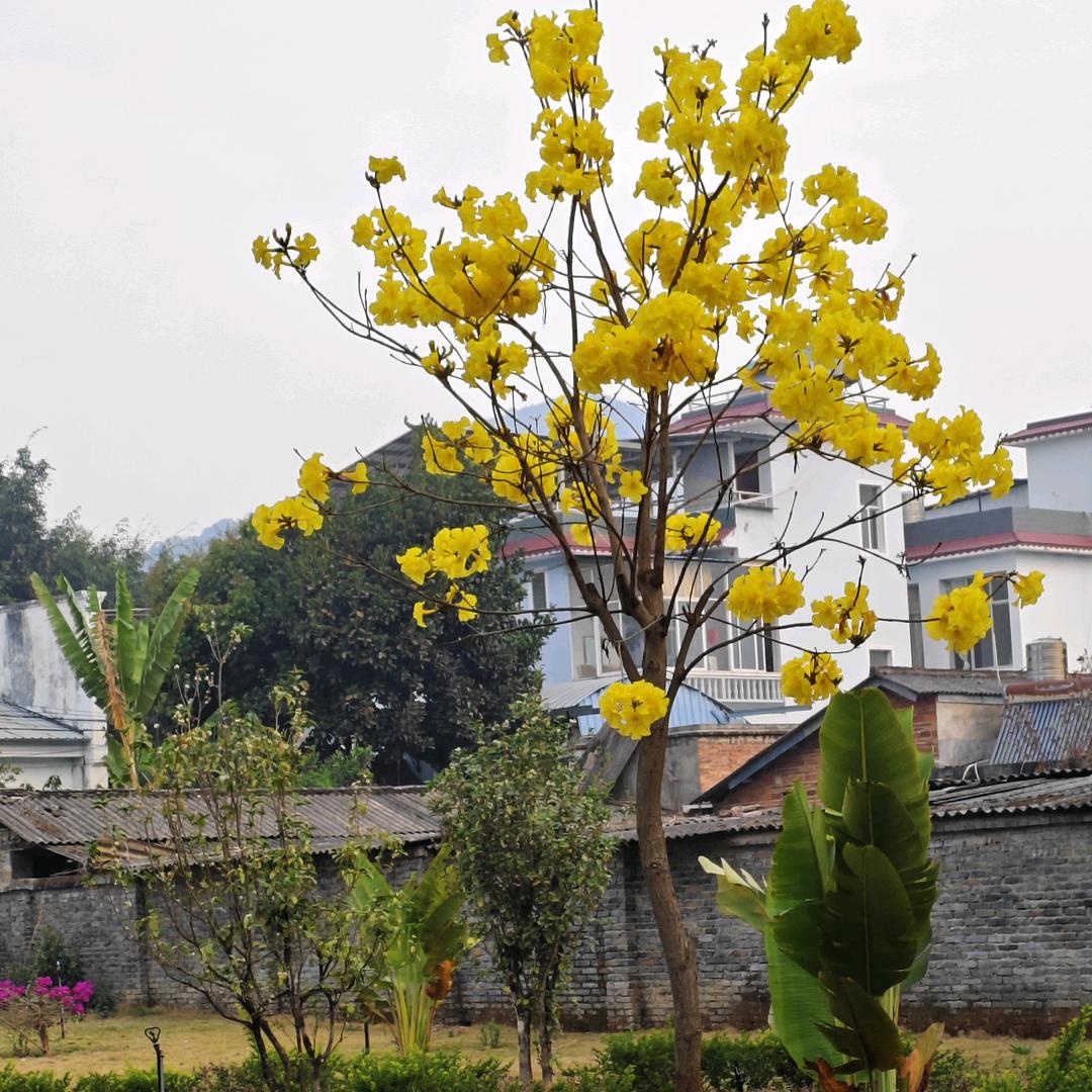 爱唱歌的章鱼哥