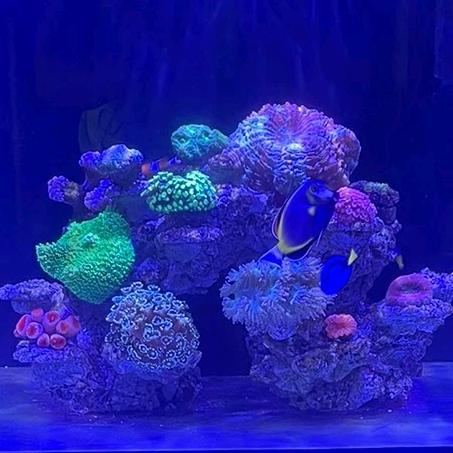 𓆟浪里个🌊𓆝