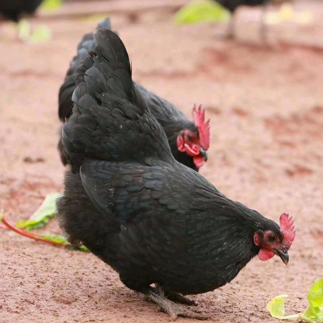 青禾鸡苗牧场