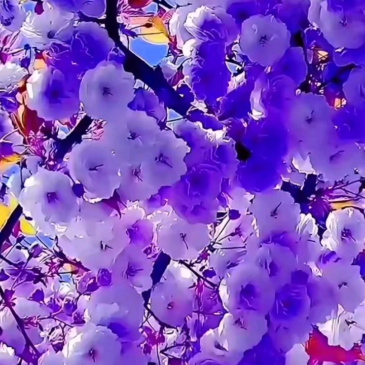 沙虫好的