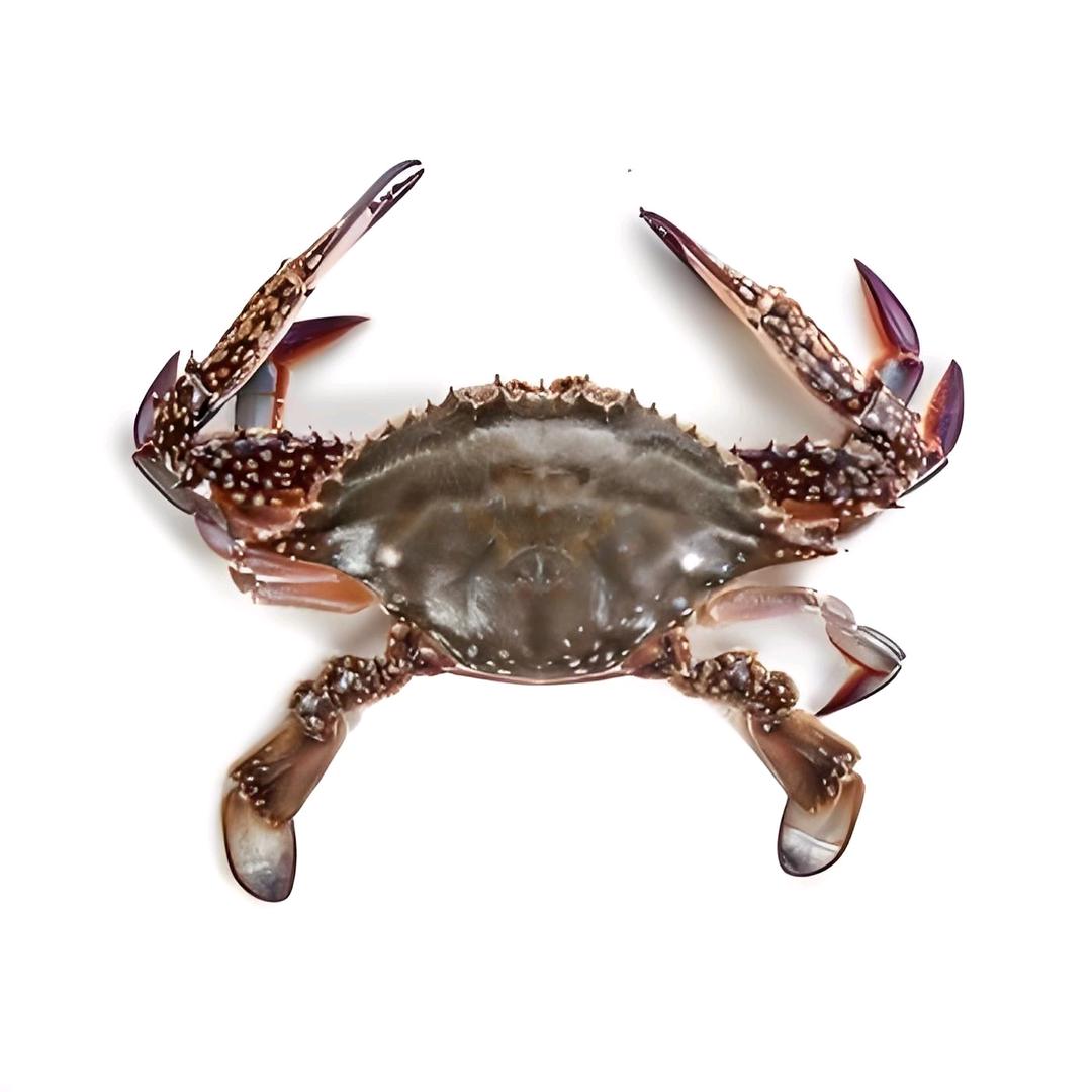 江苏南通（吕四港）海鲜批发