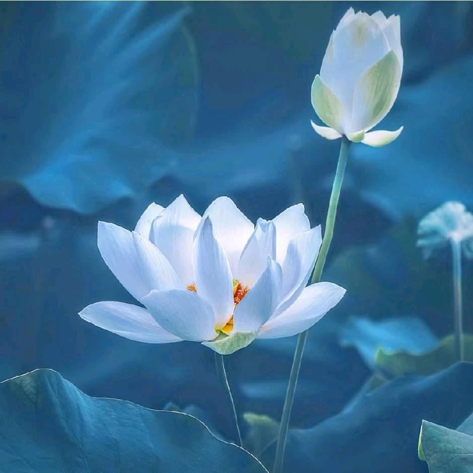 粤来粤好