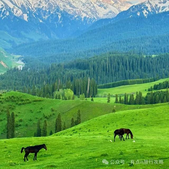 lismayil2020麦迪森纳