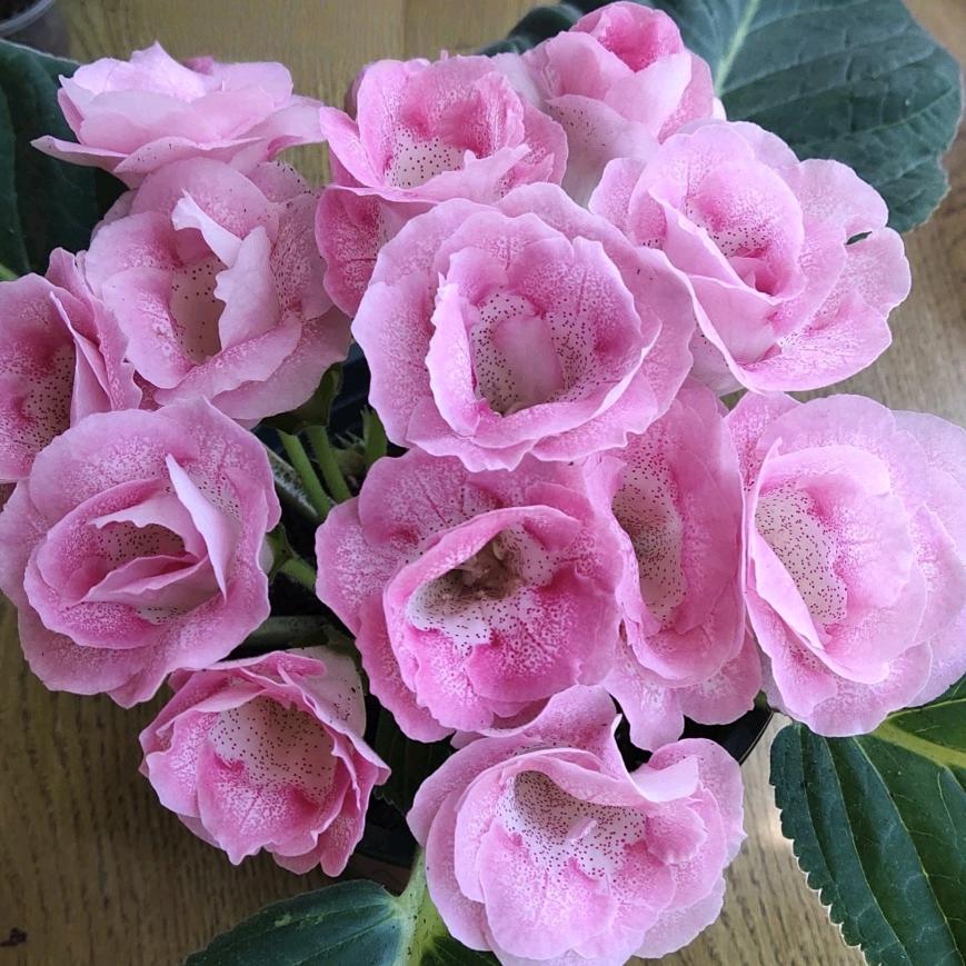 低调的花友