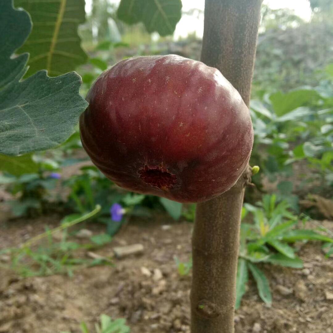 大连金湾无花果