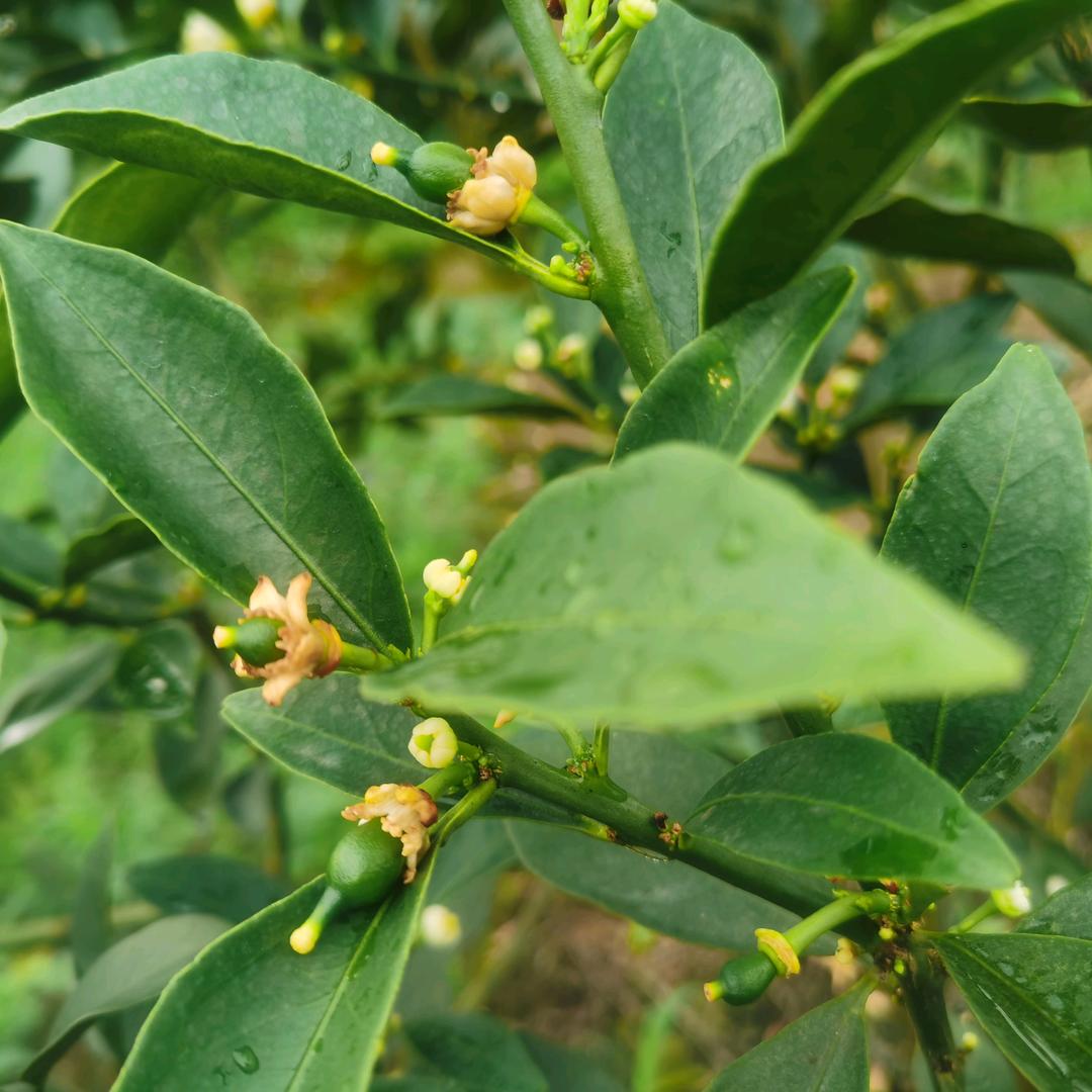 鹏英讲脆蜜（阳信祥）