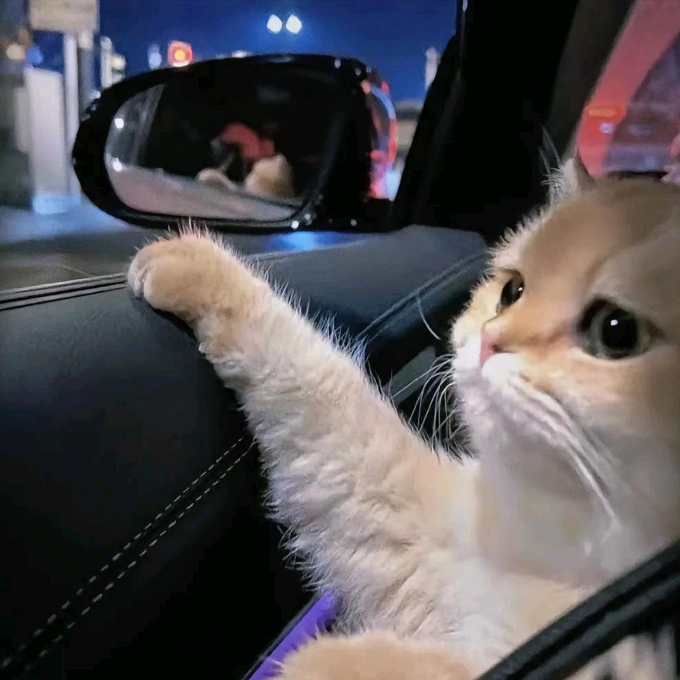 🌈lks丶蓝桉
