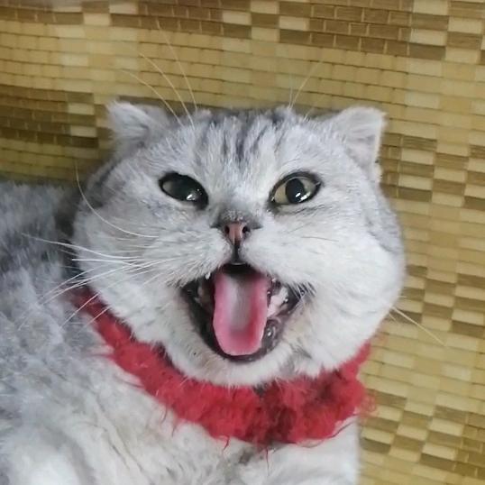 花生是只猫🐱