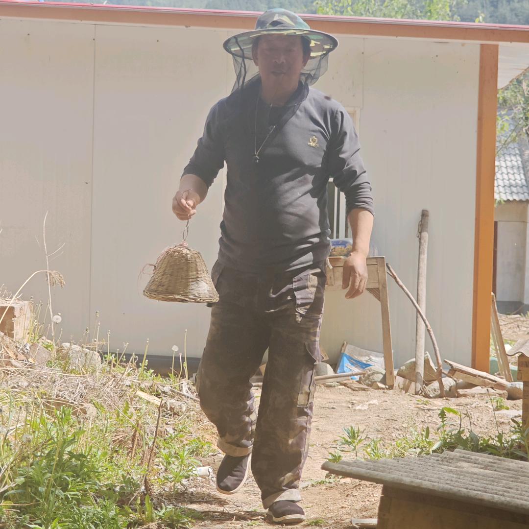 老陈养蜂诱蜂
