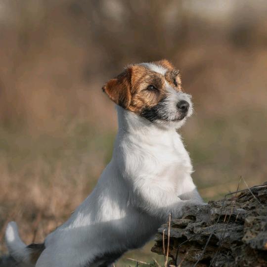 闲云胡先生-山顶小院（改造中）