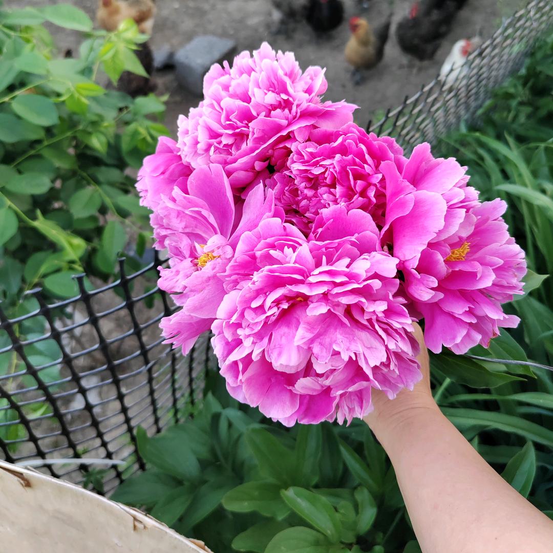 ❥ 若已无爱꧔ꦿ᭄