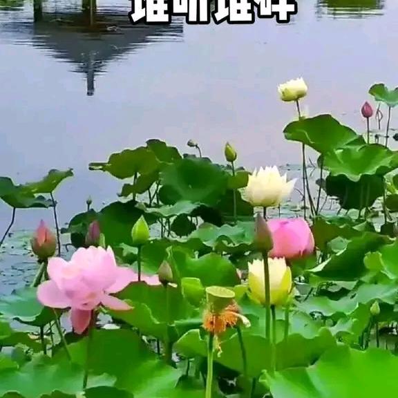 东方玫子
