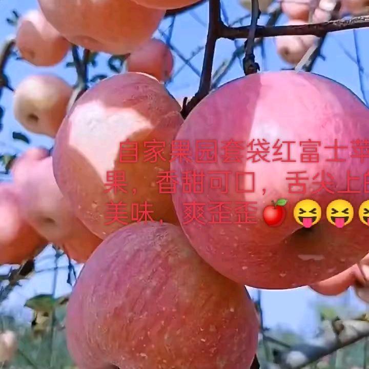 陕西苹果🍎哥