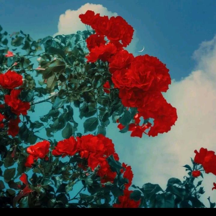 余华🍒🍎