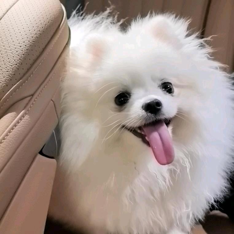 秀秀