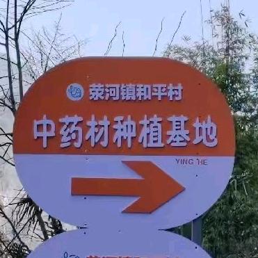 荥河镇和平村药材种植
