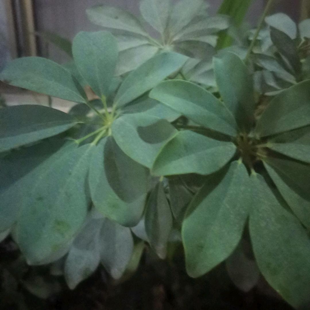 牡丹。