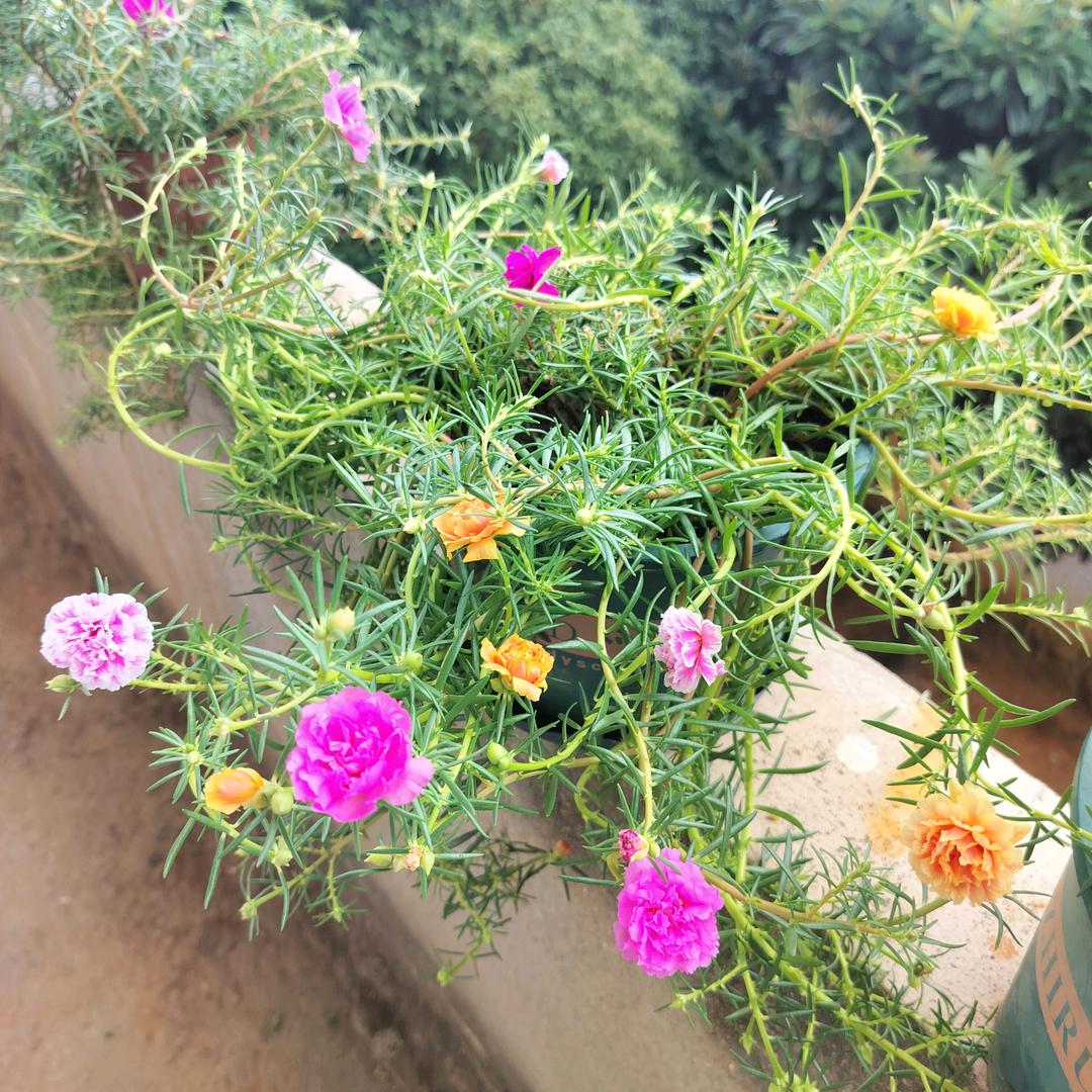 美丽🌹🌻草原