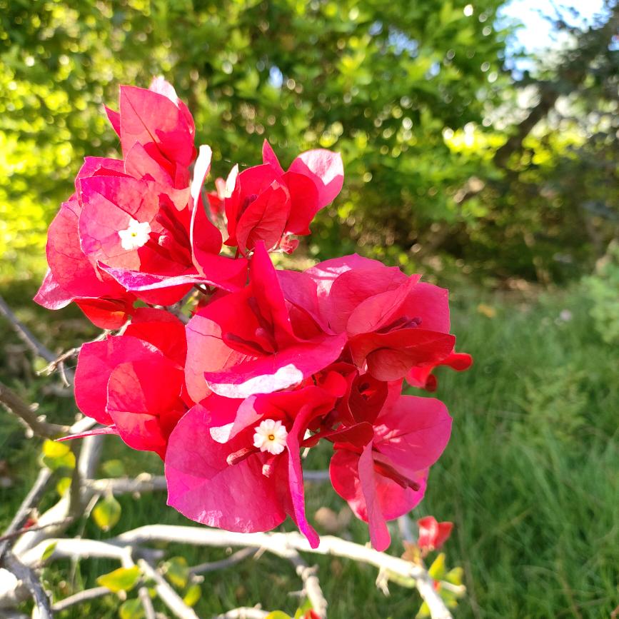 春风得意