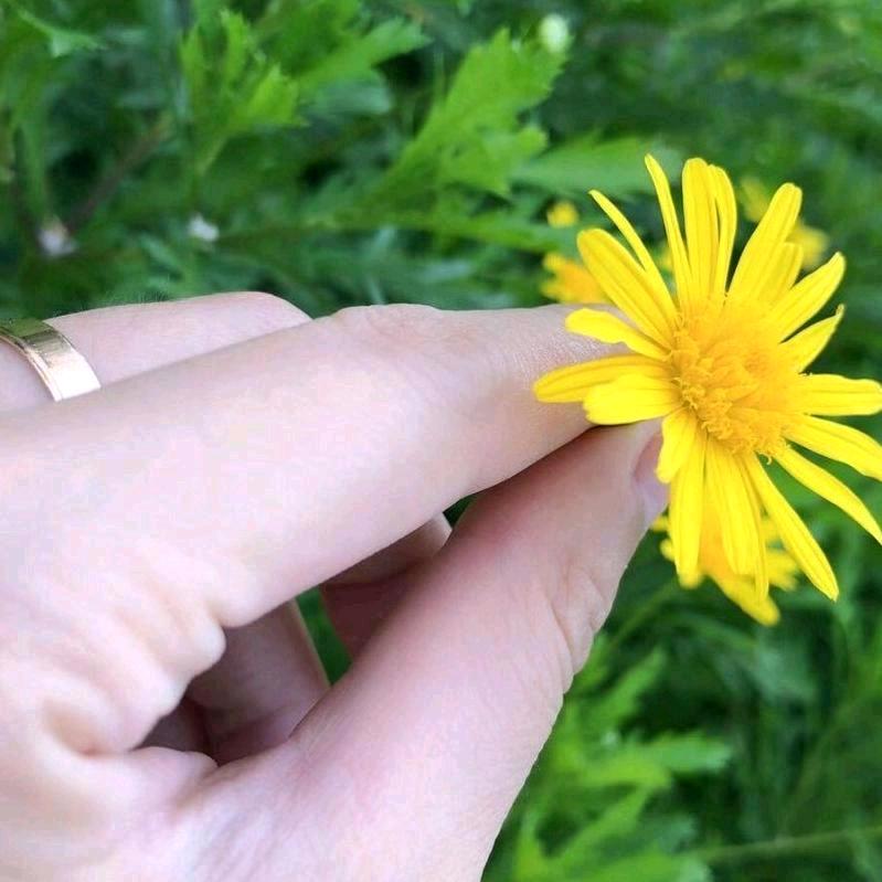 家人平安，罗三三