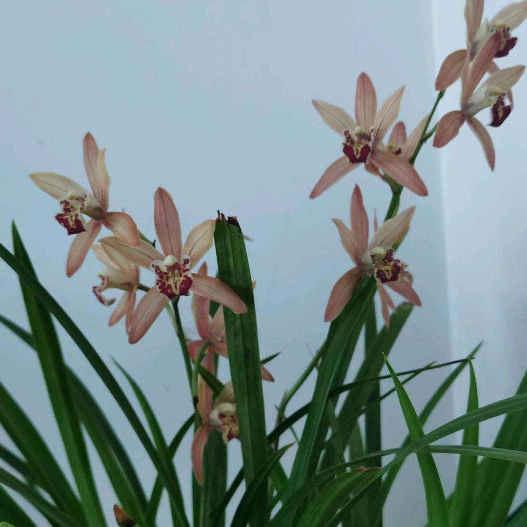 有咯五