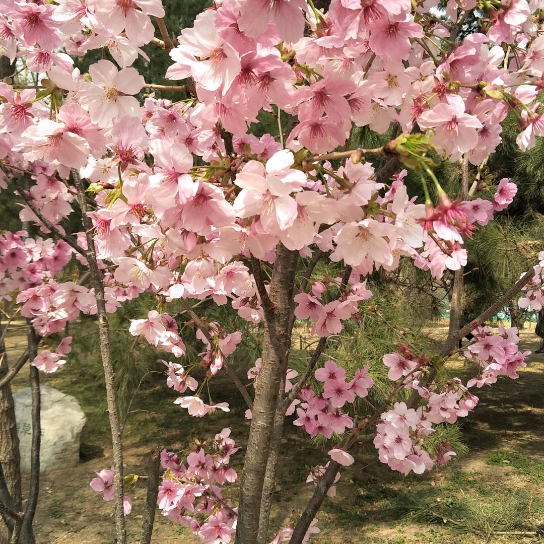 心情