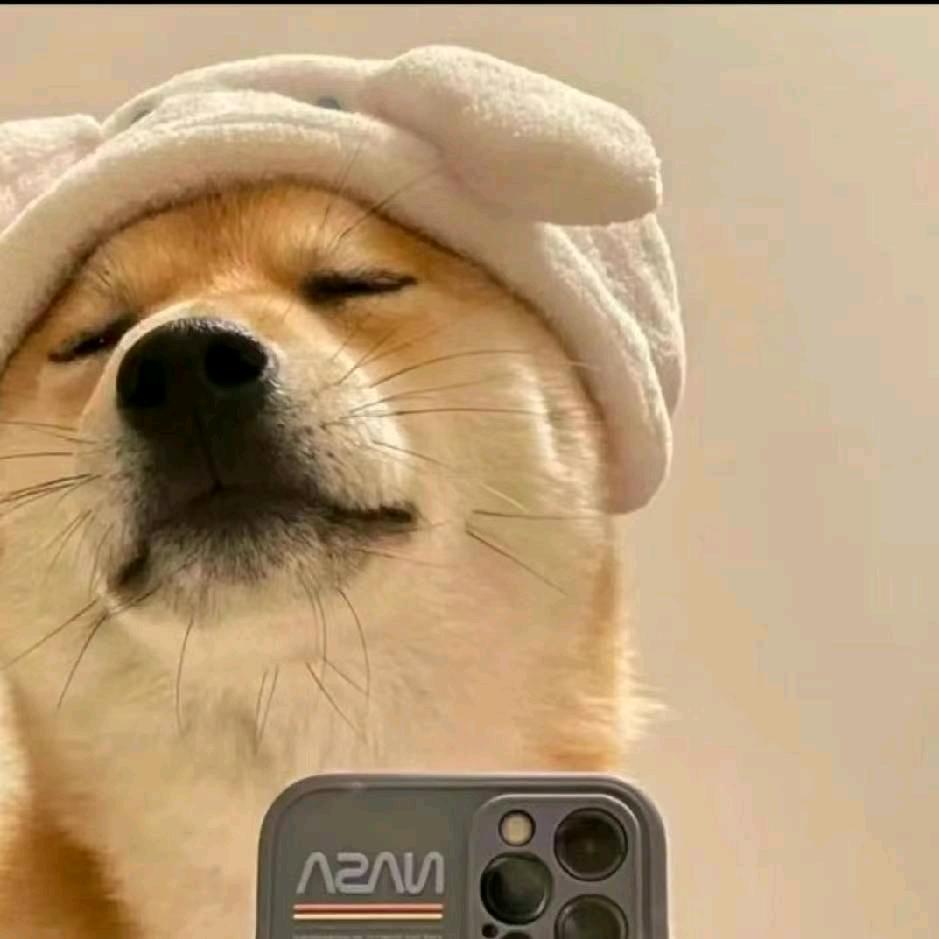 今天洗狗了吗头像