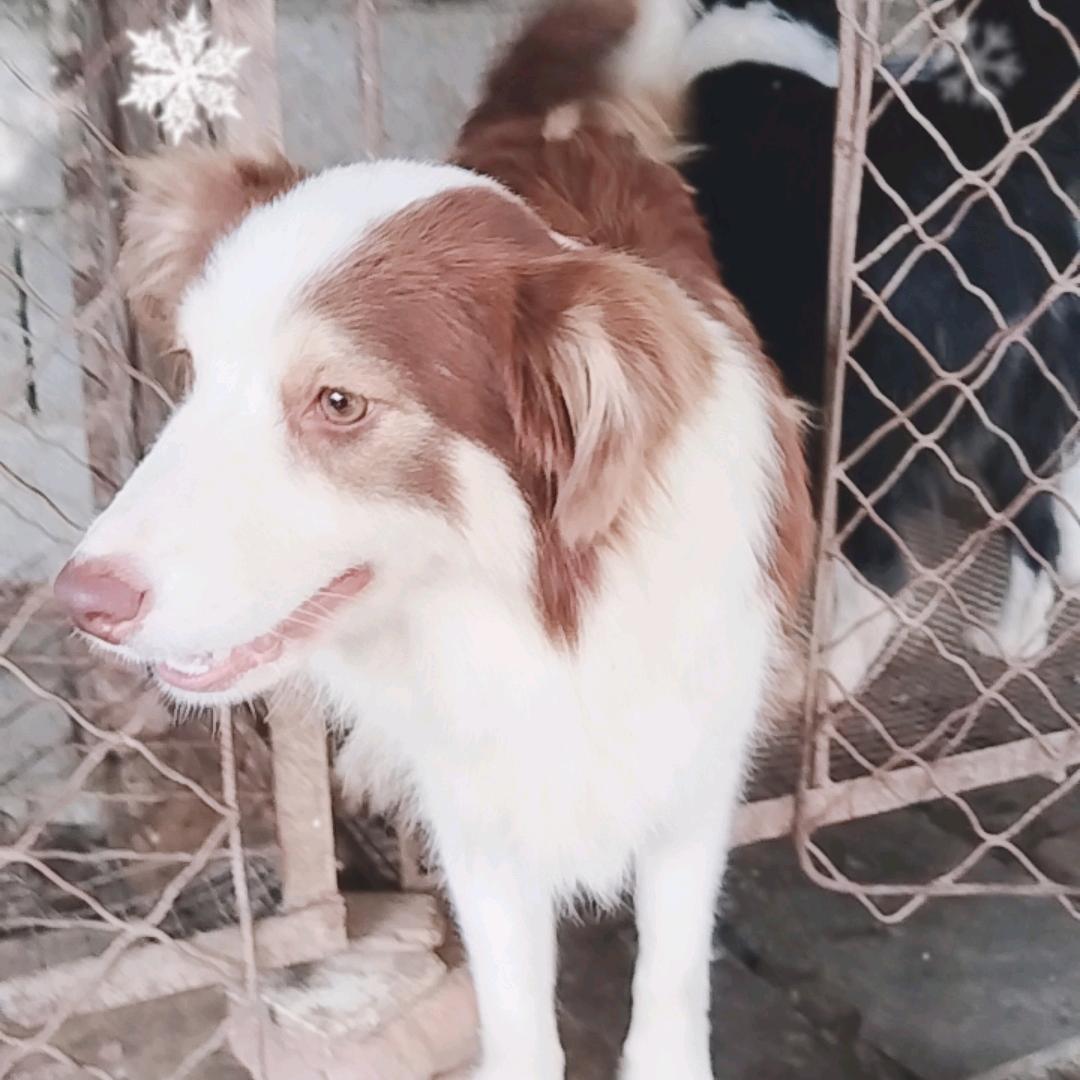 异色边牧繁殖犬舍