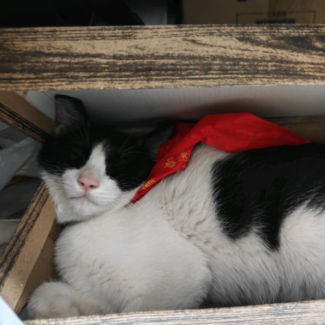 小山羊